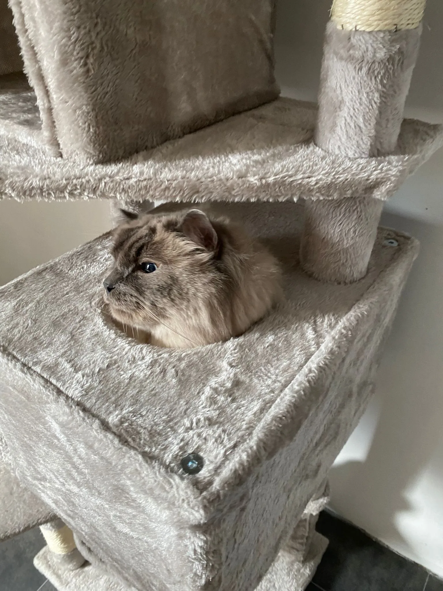 Kat in een ruime privésuite