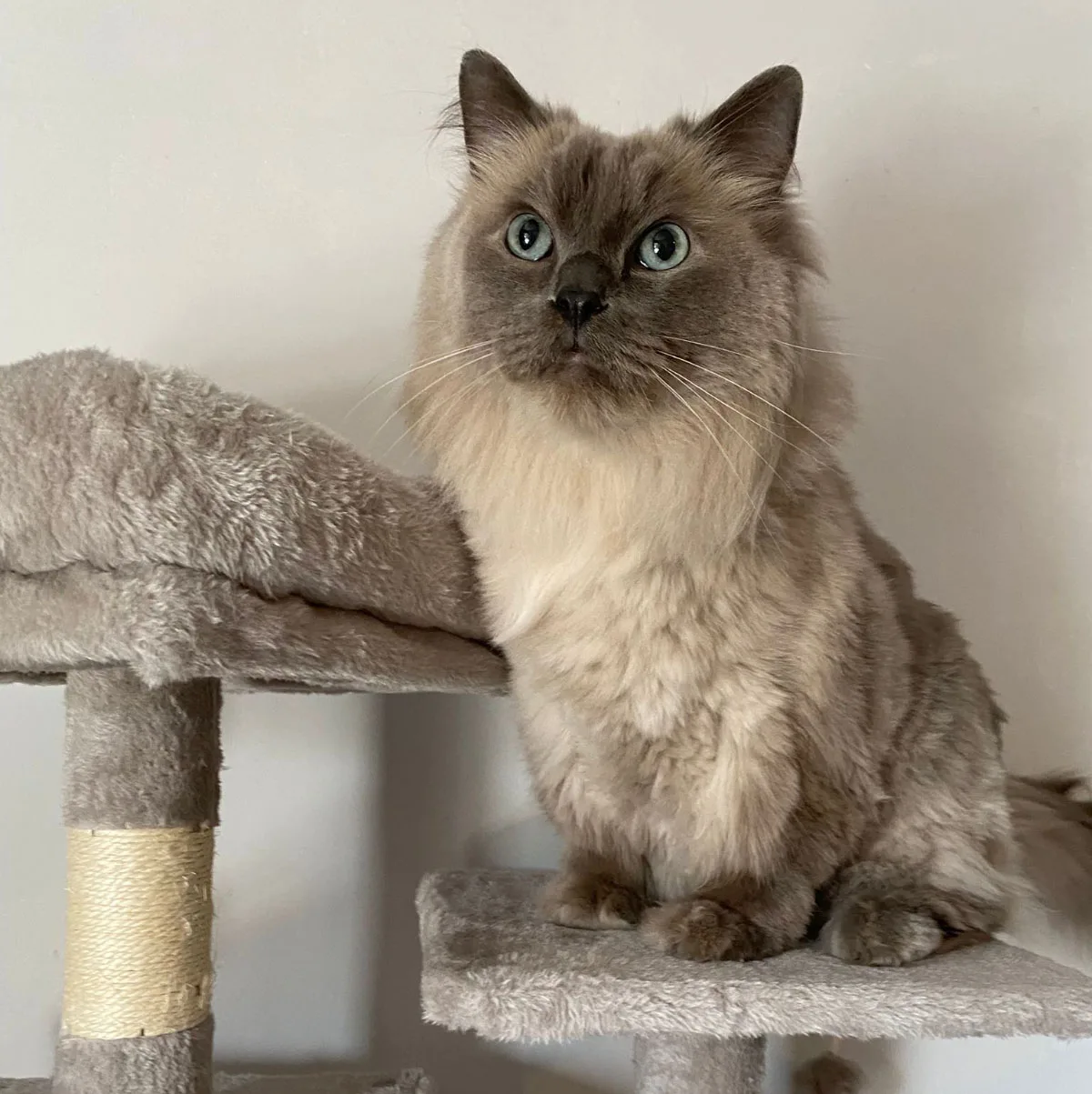 Kat in een comfortabele suite van het kattenpension