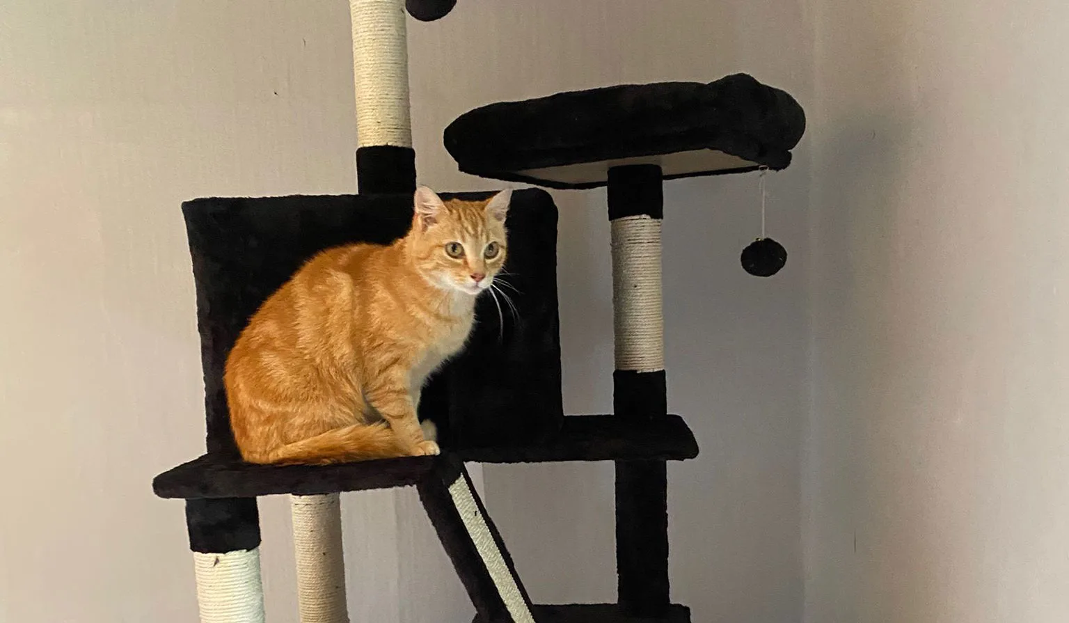 Ruime suite in het kattenpension