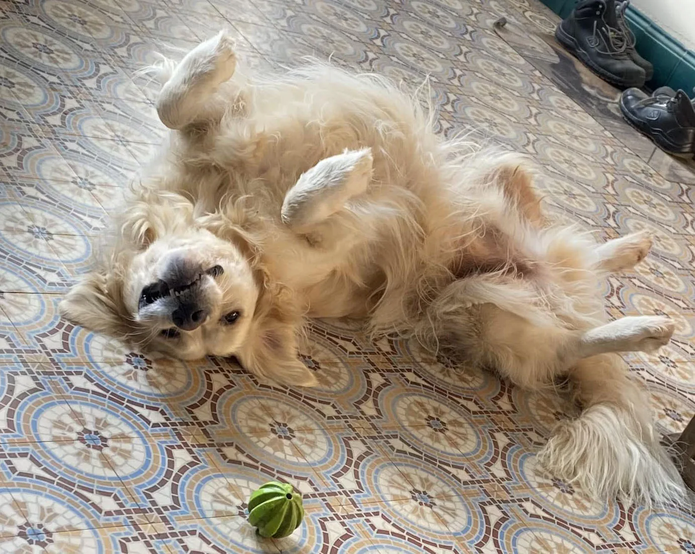 Honden rusten samen in de huiselijke opvang