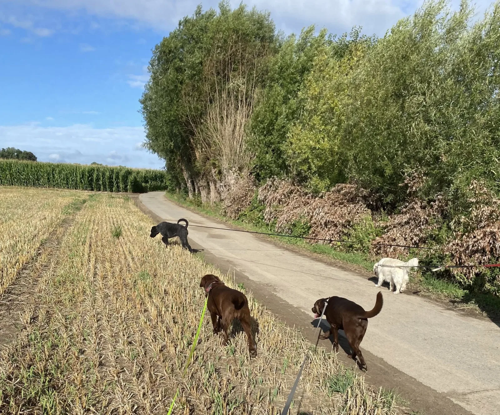 Honden verwelkomen bezoekers bij Elkdier