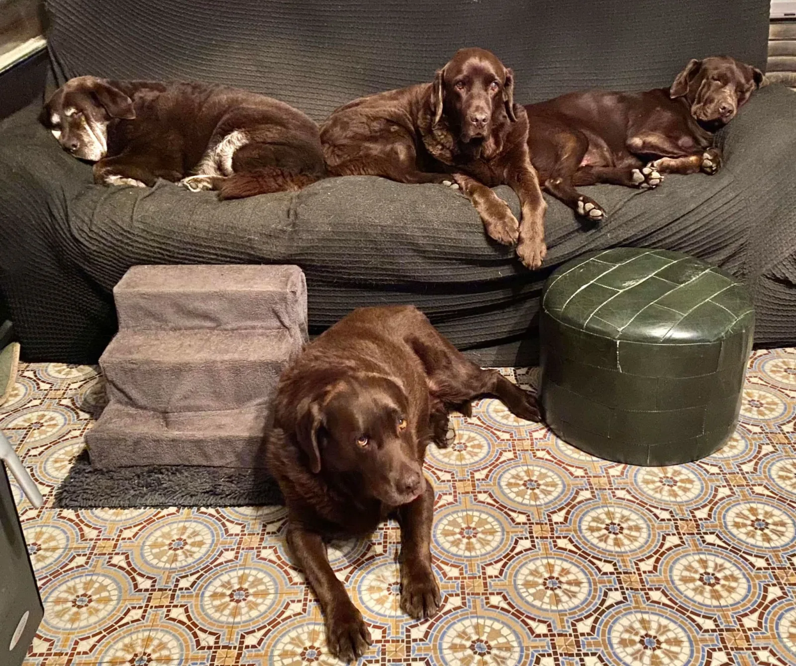 Honden ontspannen samen in de huiselijke opvang van Elkdier