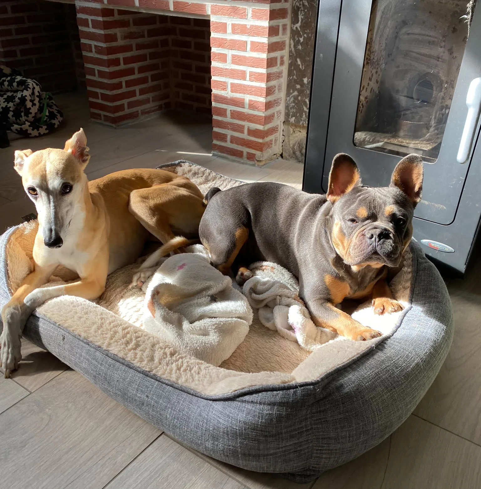 Honden bewegen in de landelijke omgeving