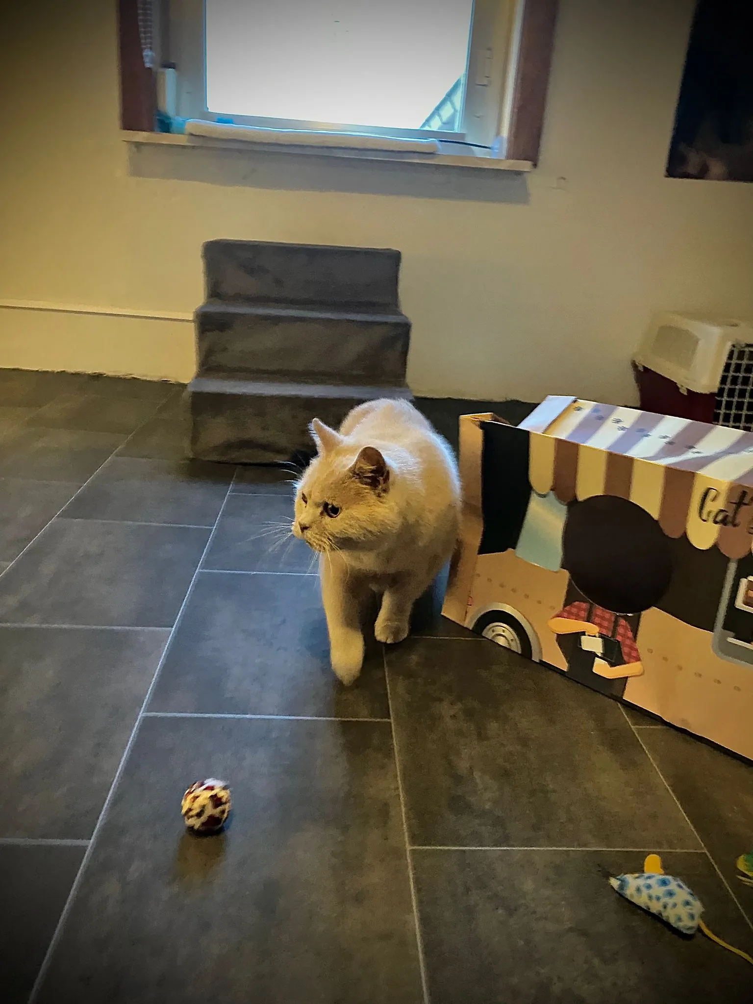 Kat in een comfortabele suite