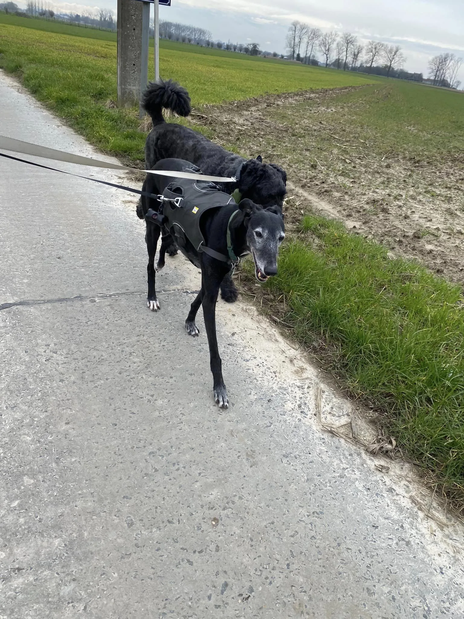 Honden in de tuin van Elkdier