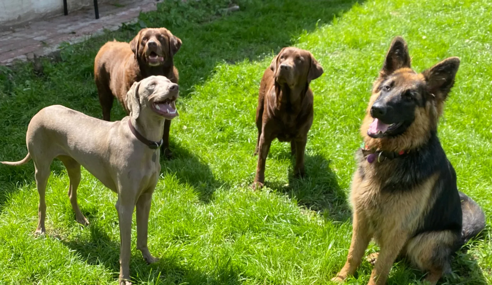 Honden genieten samen van de tuin