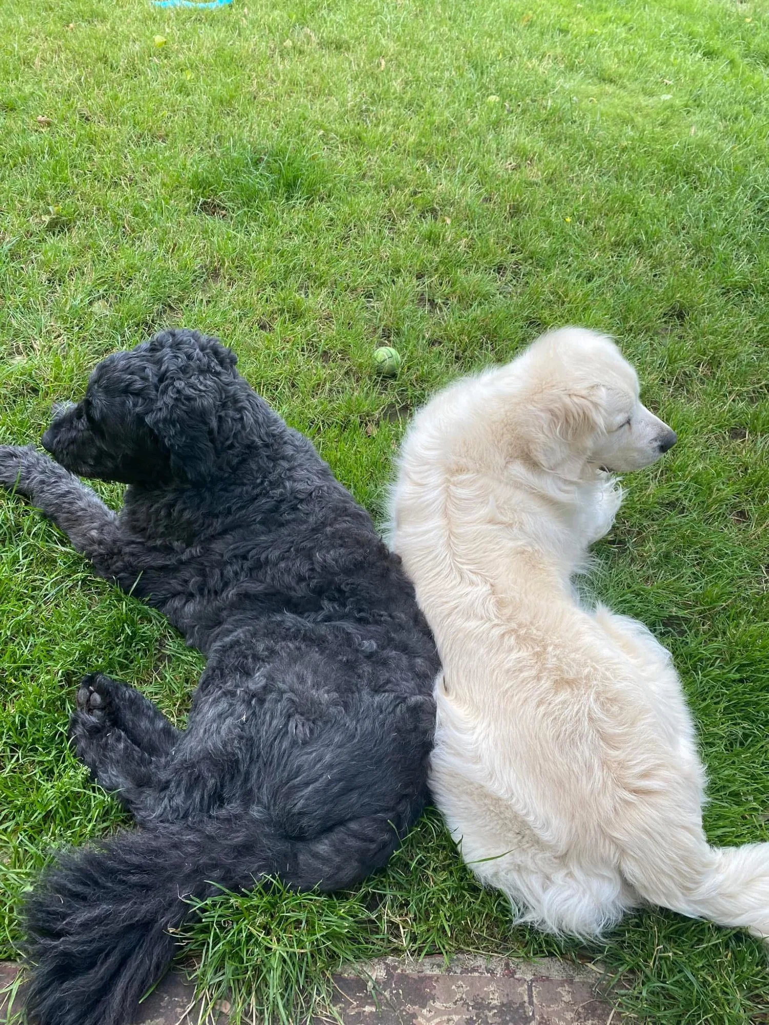 Honden tijdens training en beweging bij Elkdier