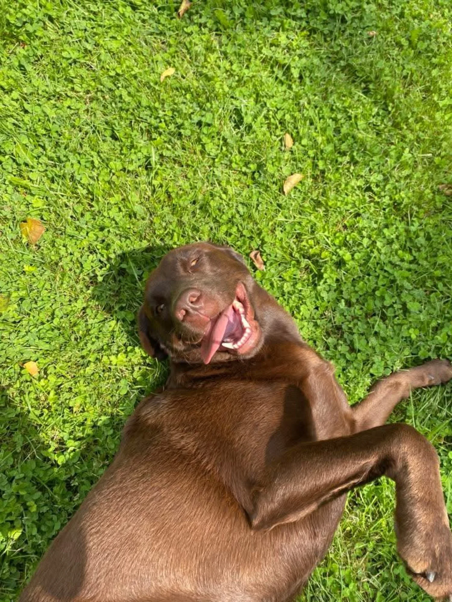 Honden spelen vrij in de omheinde tuin van Elkdier