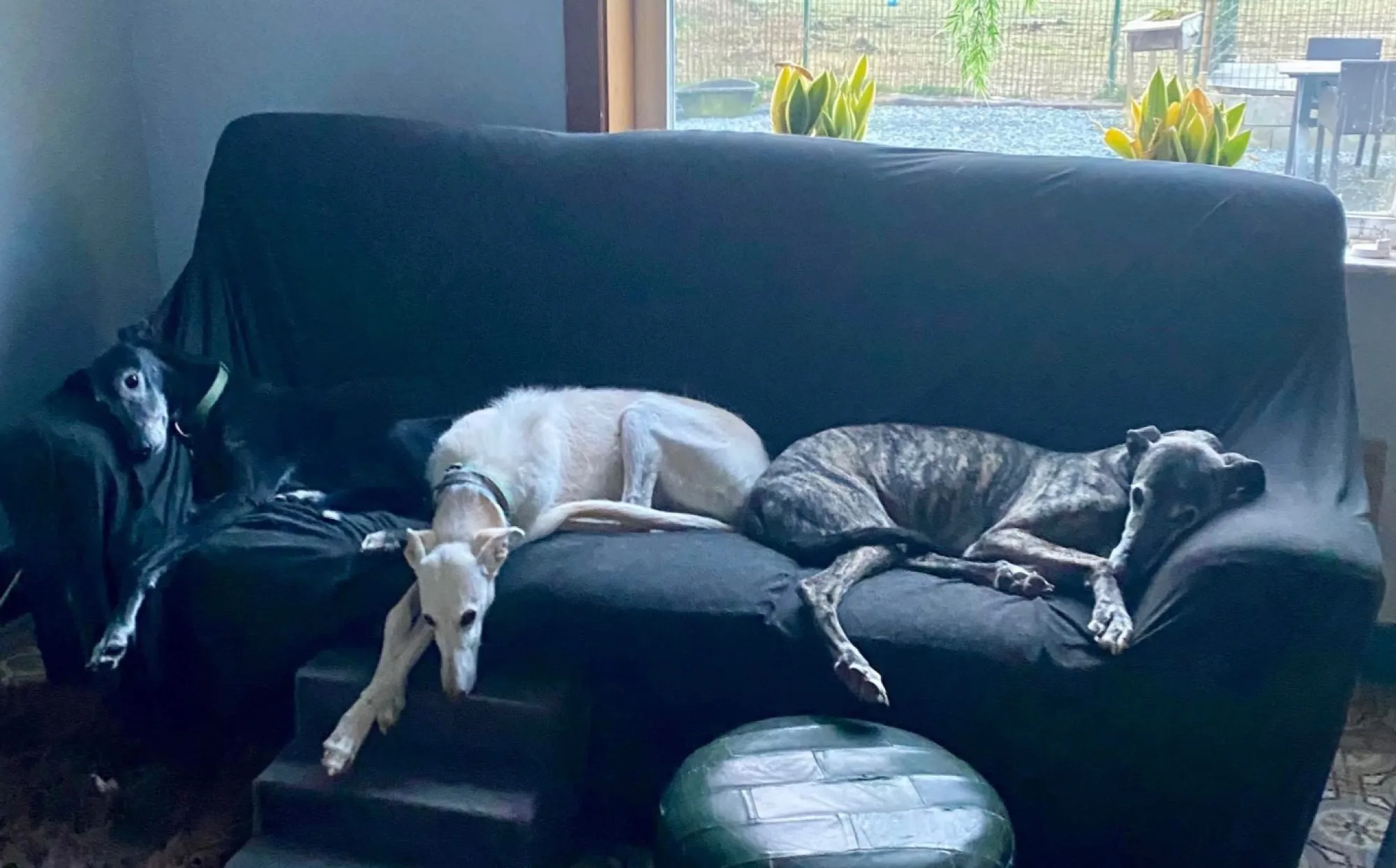 Home Dogs