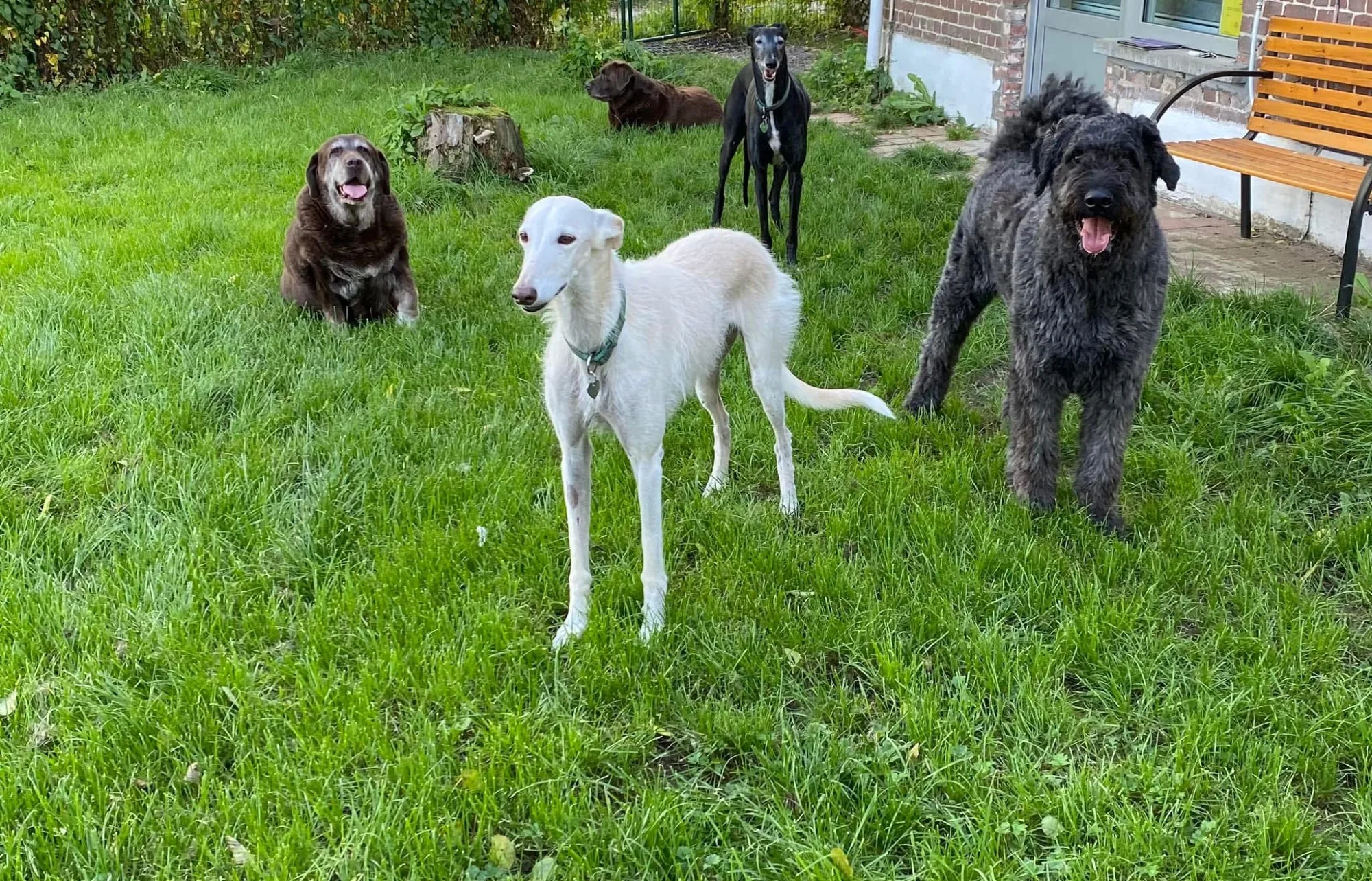 Honden in de tuin van Elkdier