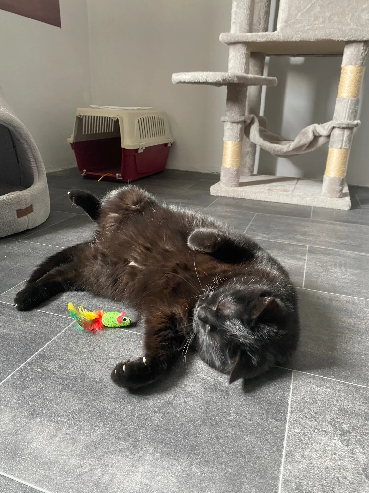 Kat in een comfortabele suite