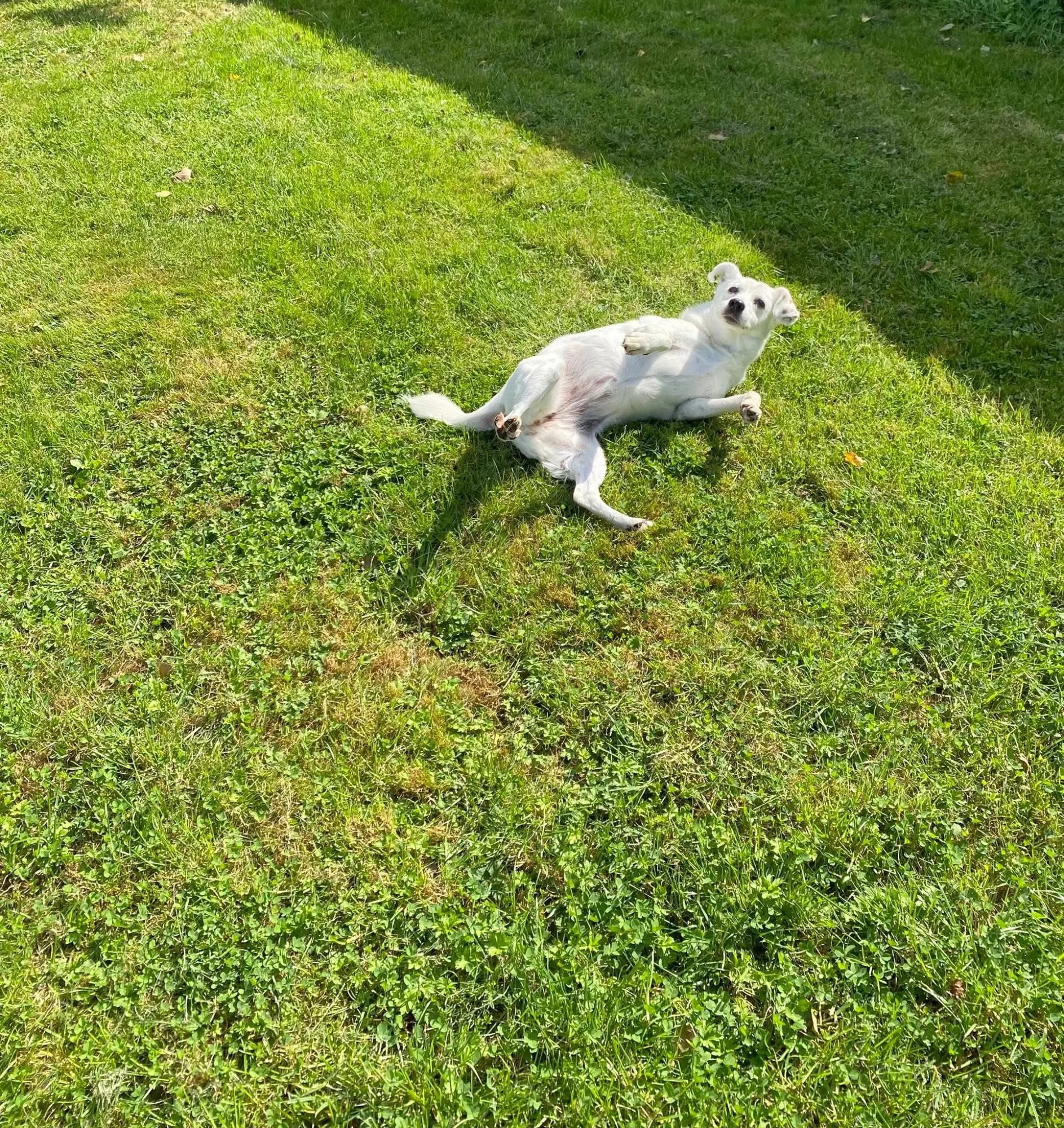 Honden in de tuin van Elkdier