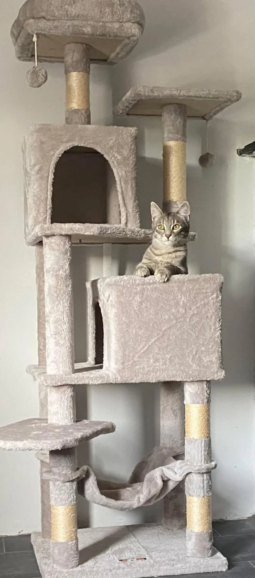 Cat 1