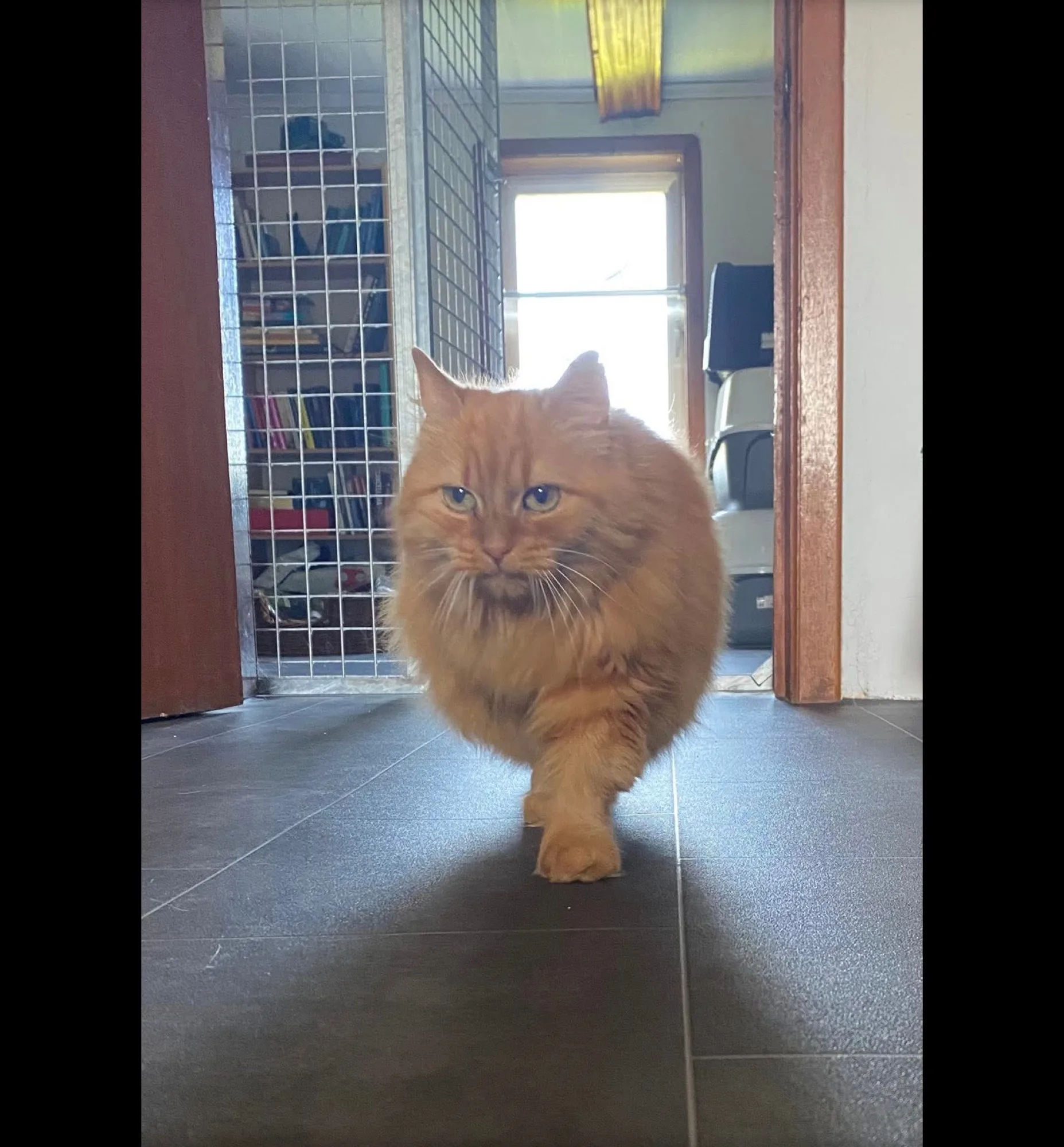 kat op wandel