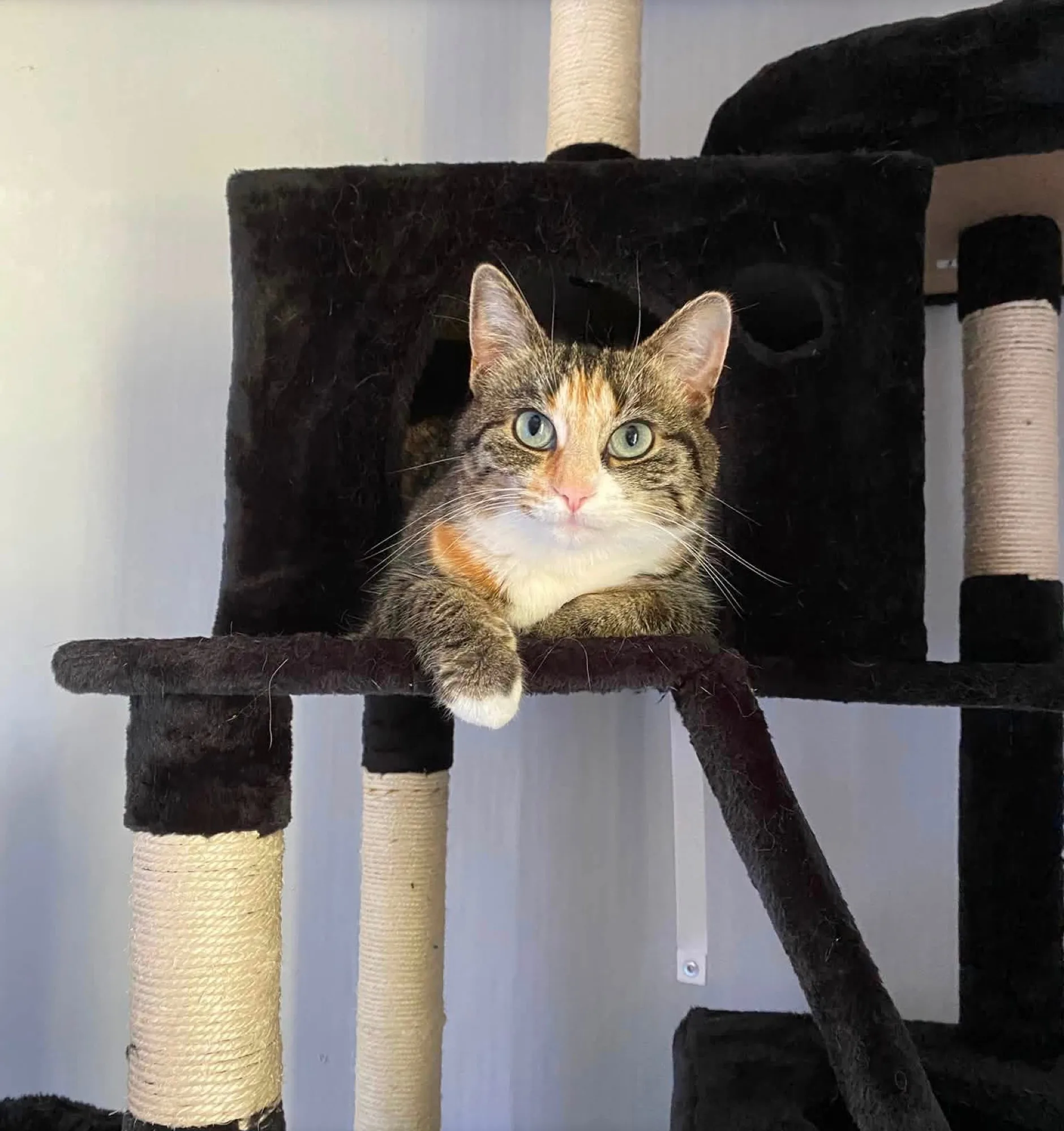 Ruime suite in het kattenpension
